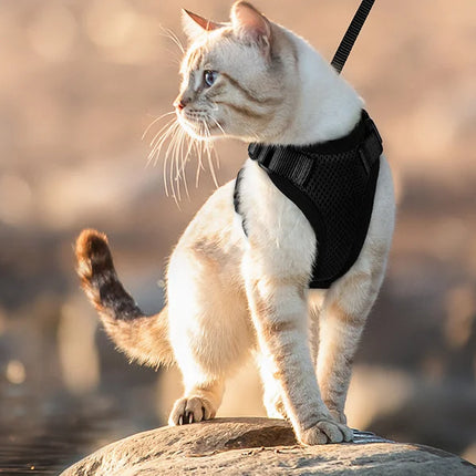 Cat Harness for Walking