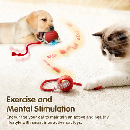 Cat Interactive Ball toy